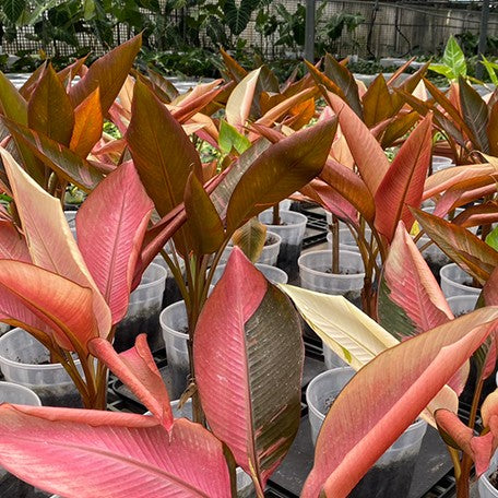 178116423694-Musa%20nono%20variegated%20%E6%A4%8D%E6%A0%AA7''%203.jpg