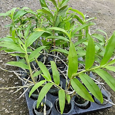 178124469332-Den.%20lituiflorum%20%C3%97%20sib%20%E6%A4%8D%E6%A0%AA1.7''3.jpg