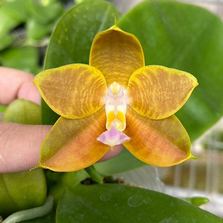178160133935-Phal.%20LD's%20Bear%20king%20'75'%20%E8%8A%B11.jpg