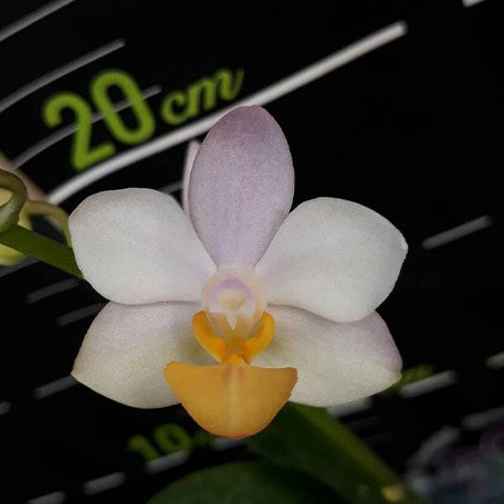 178272075776-Phal.%20Liu's%20Triprince%20'Sakura'%20%E8%8A%B13.jpg