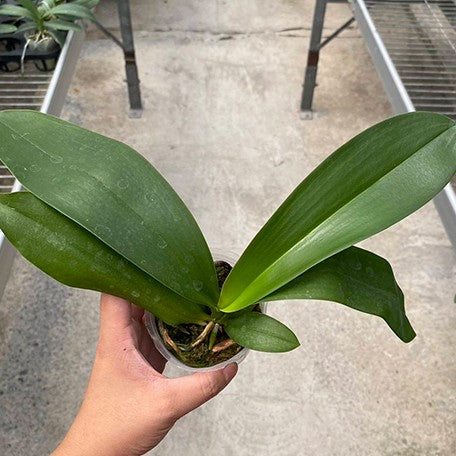 178410348270-Phal.%20New%20Wave%20%E6%A4%8D%E6%A0%AA2.5''1.jpg