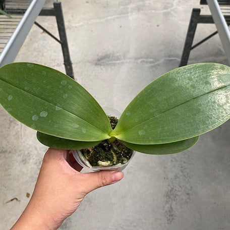 178426625071-Phal.%20Yaphon%20Black%20Rose%20%E6%A4%8D%E6%A0%AA2.5''%201.jpg