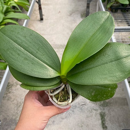 178426805494-Phal.%20speciosa%20'Purple%20Mountain'%20%C3%97%20Sogo%20Meili%20(peloric%20-%202%20eyes)%20%E6%A4%8D%E6%A0%AA2.5''1.jpg