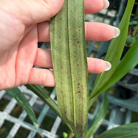 178470470310-Coelogyne%20intermedia%20%C3%97%20sib%20%E6%A4%8D%E6%A0%AA3.5''1.jpg