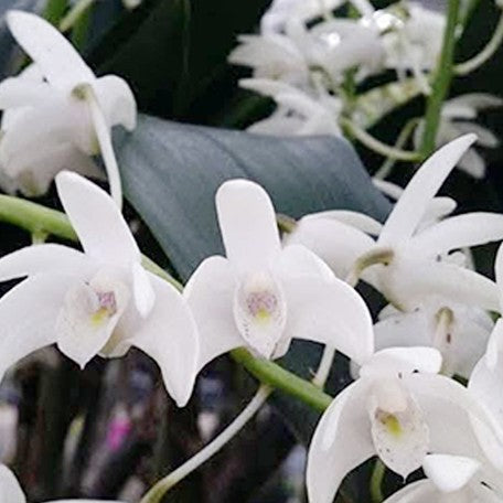 178476974491-Den.%20specio-kingianum%20(=speciosum%20x%20kingianum)%20%E6%BE%B3%E6%B4%B2%E5%A4%A7%E6%98%8E%E7%9F%B3%E6%96%9B%20'%E9%9B%AA%E7%99%BD'%20%E8%8A%B12.jpg