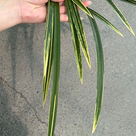 178477886196-Cym.%20unknown%20hybrid%20'Green%20Tiger%20Stripe'%20%E7%B6%A0%E8%99%8E%E6%96%91%20%E6%A4%8D%E6%A0%AA%20%E8%A3%B8%E6%A0%B91.jpg