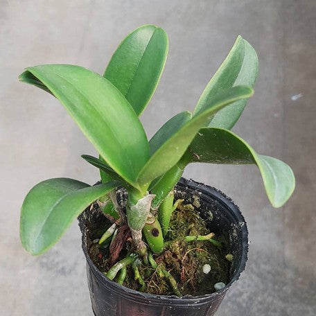 178485644834-C.%20violacea%20var.%20alba%20%C3%97%20sib%20%E6%A4%8D%E6%A0%AA2.5''1.jpg