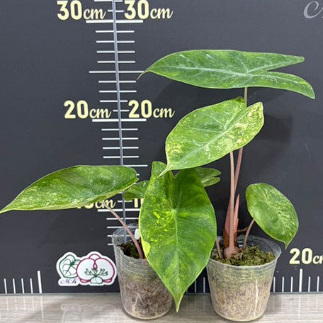 178581309362-Alocasia%20safari%20'Variegated%20Pink%20Dragon'%20%E6%96%91%E8%91%89%E6%A5%B5%E5%85%89%E7%B2%89%E9%BE%8D%E8%A7%80%E9%9F%B3%E8%93%AE%20%E6%A4%8D%E6%A0%AA2.5''1.jpg