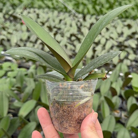178589558273-Phal.%20Miki%20Tipsy%20'3650'%20%E6%A4%8D%E6%A0%AA2.5''1.jpg