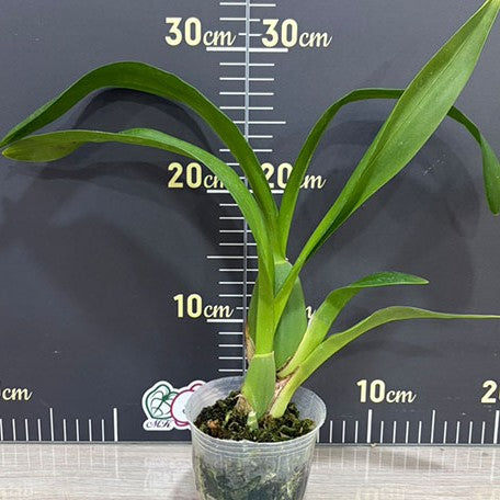 178600230468-Onc.Sweet%20Sugar%20%E6%A4%8D%E6%A0%AA3''1.jpg