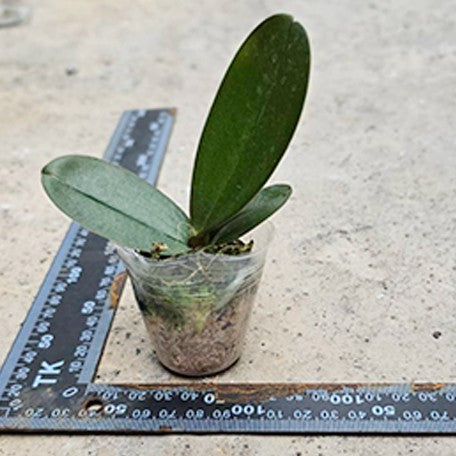 178660240086-Phal.%20OX%20Red%20Sesame%20%E6%A4%8D%E6%A0%AA1.7''1.jpg