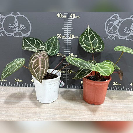 178762244351-Anthurium%20Red%20crystallinum%20%C3%97%20sib%20%E6%A4%8D%E6%A0%AA4''3.jpg