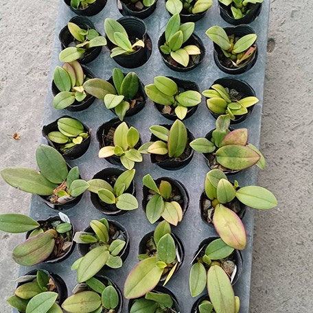 178842228010-Bulb.%20phalaenopsis%20%C3%97%20sib%20%E5%A4%A7%E9%A0%98%E5%B8%B6%E8%98%AD%20%E6%A4%8D%E6%A0%AA2''1.jpg