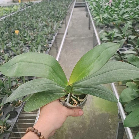 178848173625-Phal.%20Hsinying%20Little%20Knight%20'Voodoo'%20%C3%97%20tetraspis%20'Green'%20%E6%A4%8D%E6%A0%AA2.5''1.jpg