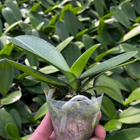 179142845158-Phal.%20Unimax%20Wonderland%20'Clone%20Wonderland%20CL155'%20%E6%A4%8D%E6%A0%AA2.5''1.jpg