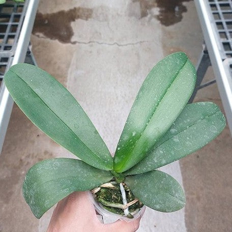 179238100945-Phal.%20Long%20Pride%20Mikael%20'MP4560'%20%E6%A4%8D%E6%A0%AA2.5''1.jpg