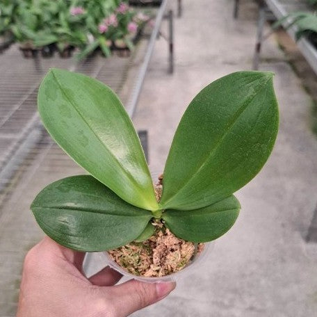 179308532412-Phal.%20tetraspis%20'Doodle'%20%E6%A4%8D%E6%A0%AA2.5''1.jpg