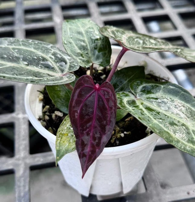Anthurium 