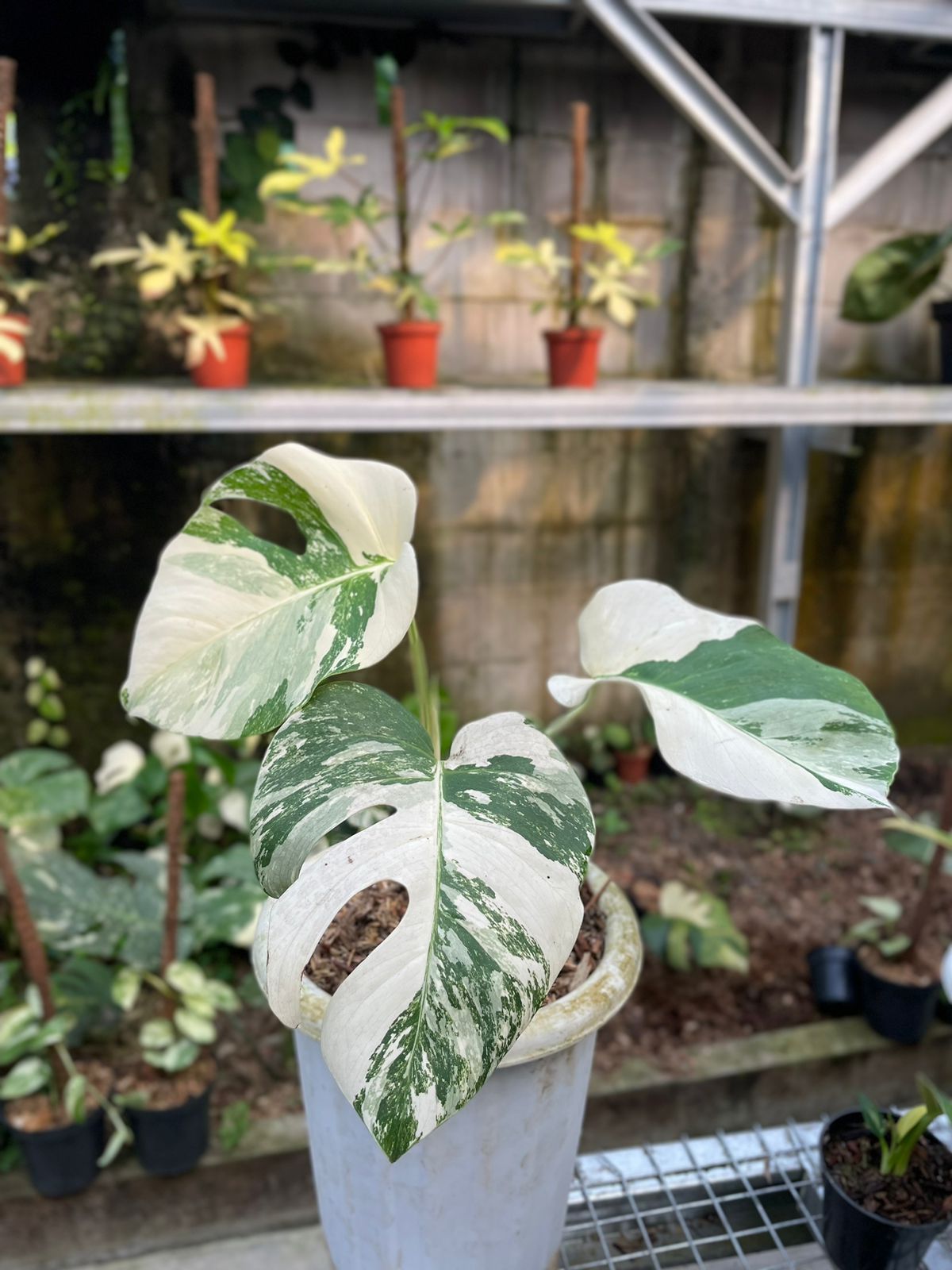 Monstera deliciosa "White Tiger" variegated Small 1-2 Leaf *On Hand*