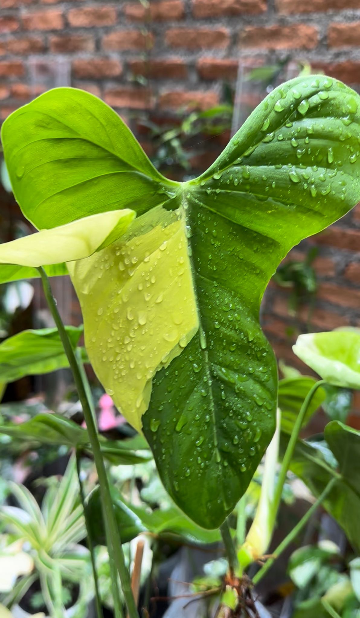 oxapapense philodendron Philodendron oxapapense variegated Planted In Moss – OrchidBox Wholesale