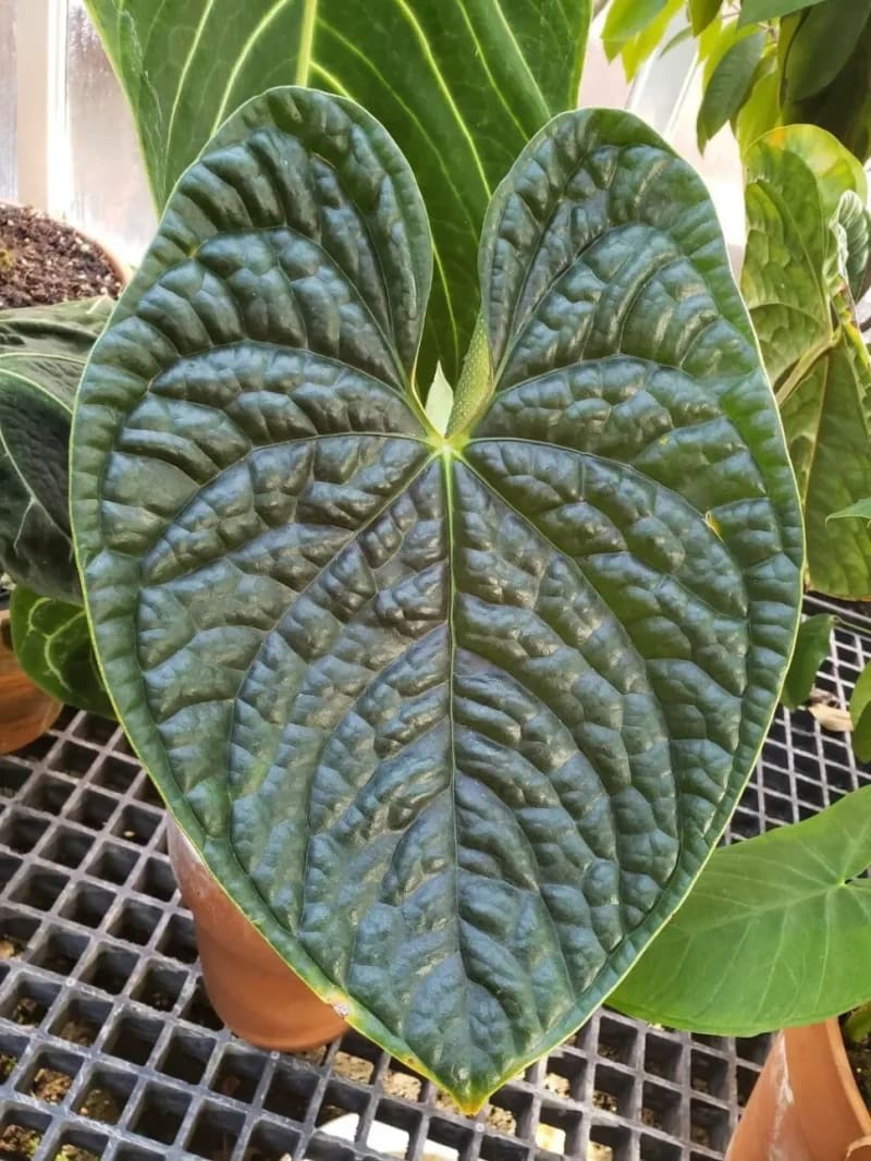 anthurium plants wholesale Anthurium luxurians *On Hand* – OrchidBox Wholesale
