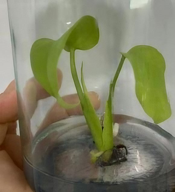 monstera deliciosa lemon lime Monstera deliciosa "Lemon Lime" variegated aka. “Full Cheese” TC Plant – OrchidBox Wholesale