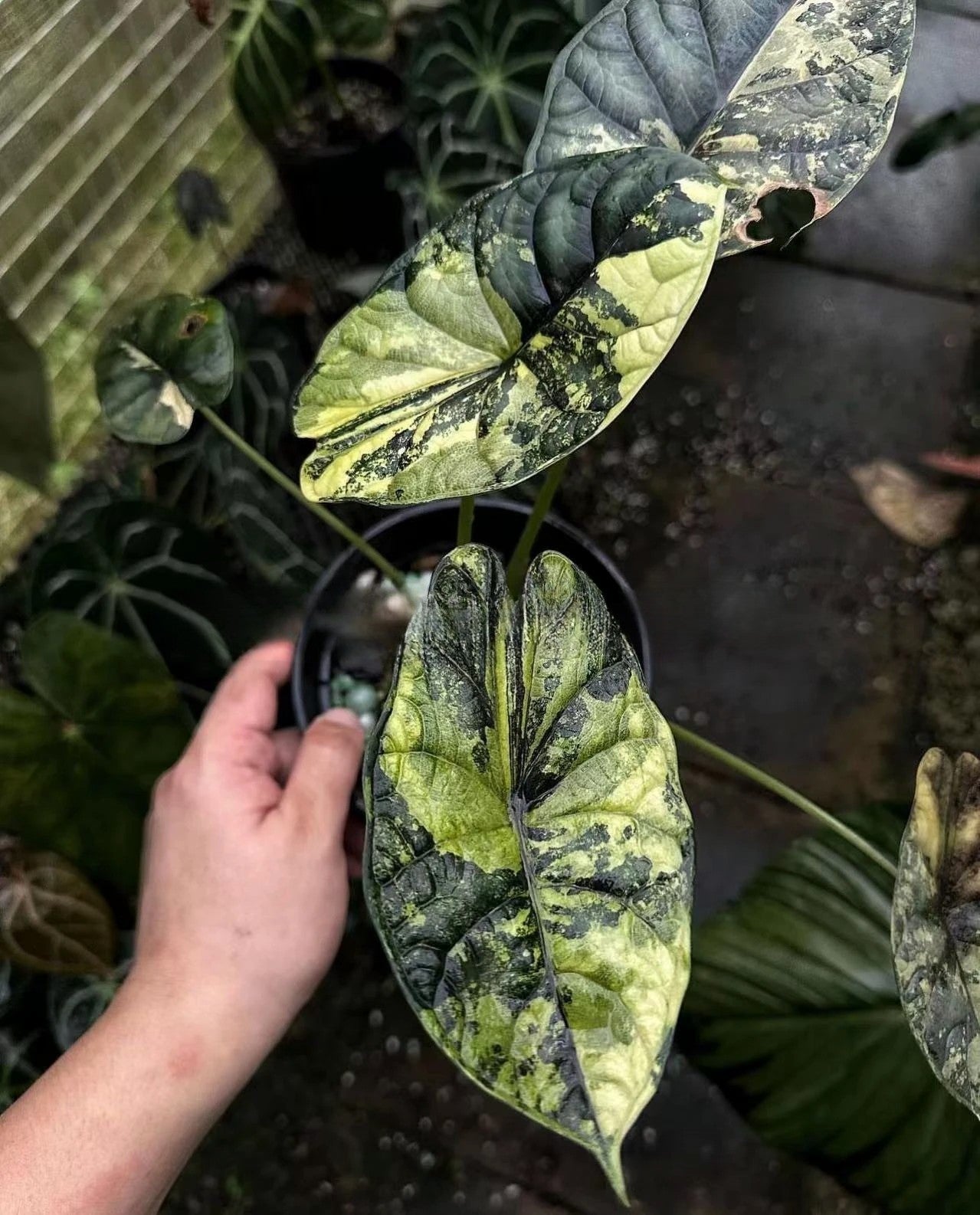 ボウラン（白翠） Alocasia baginda 