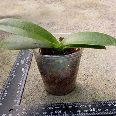 Phalaenopsis Fangmei Sweet 'Splash' 2.5"