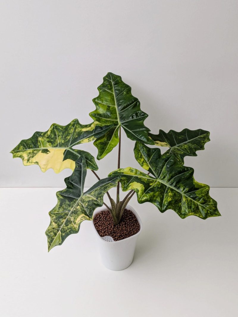 Alocasia 