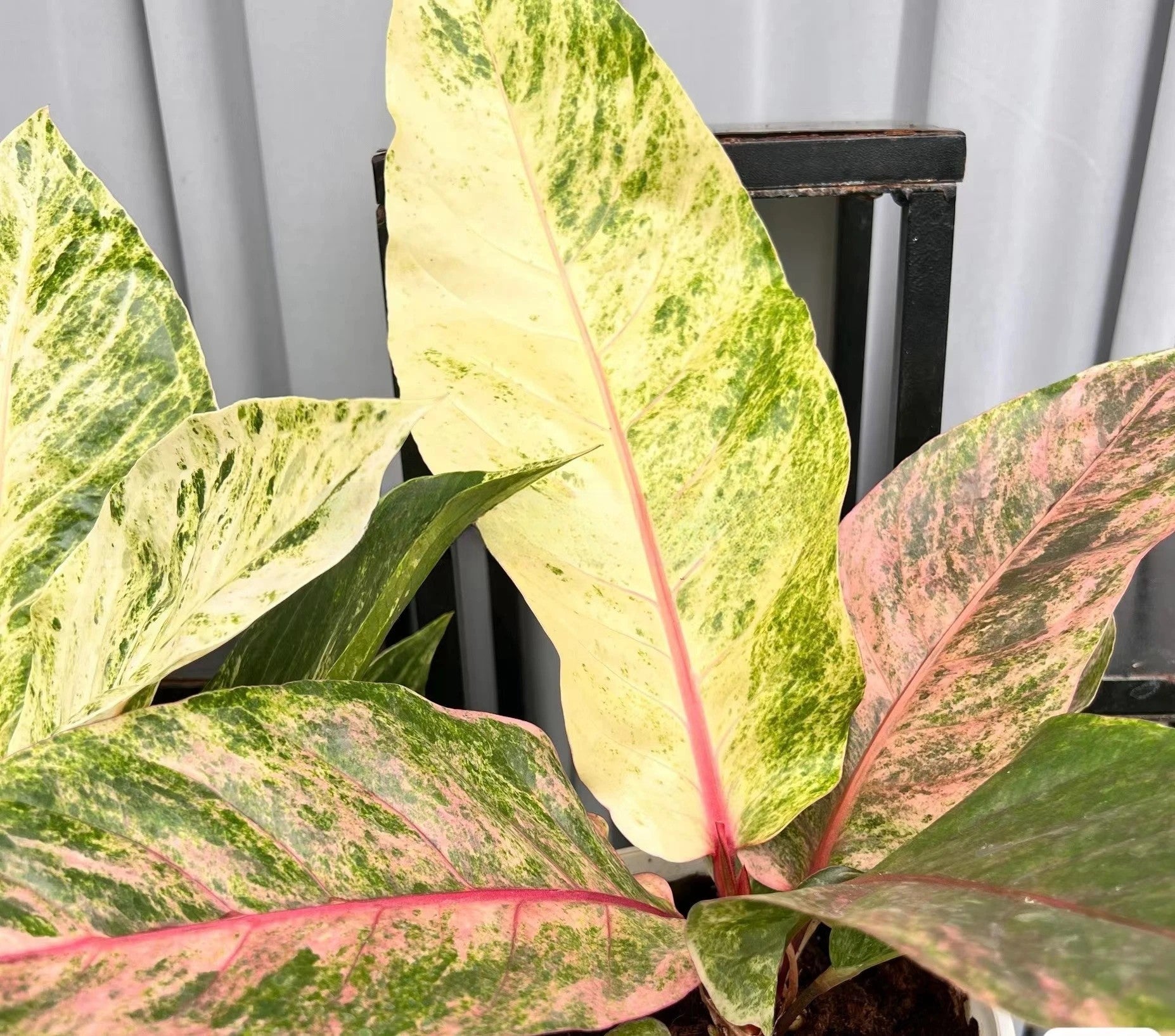 Anthurium hookeri pink variegated TC Plantlet *On Hand