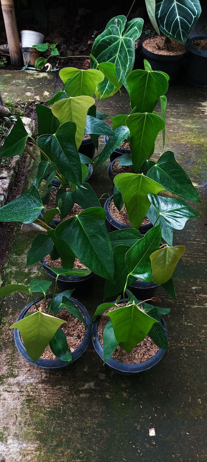 Anthurium subsignatum – OrchidBox Wholesale