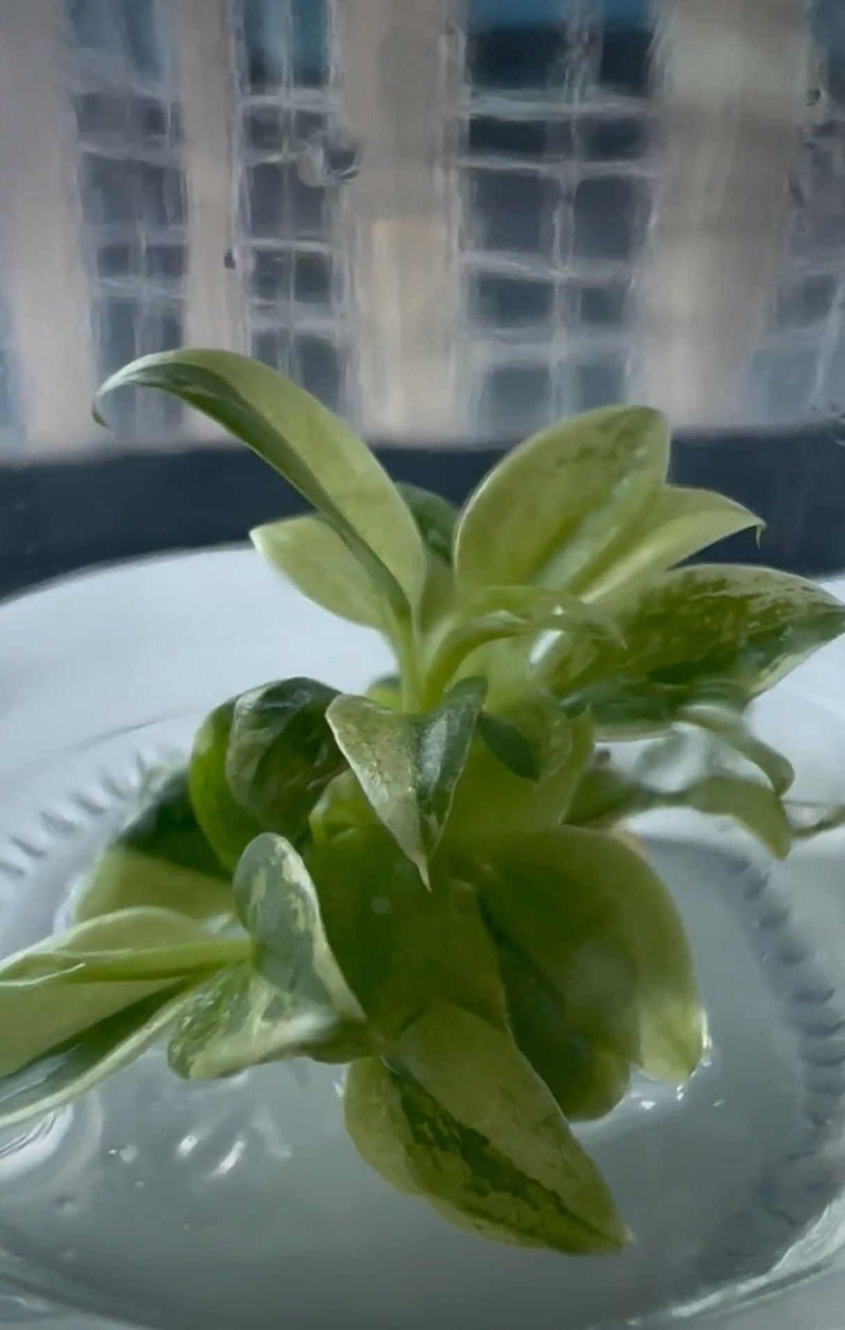 philodendron verrucosum variegated Philodendron verrucosum variegated TC Plantlet – OrchidBox Wholesale