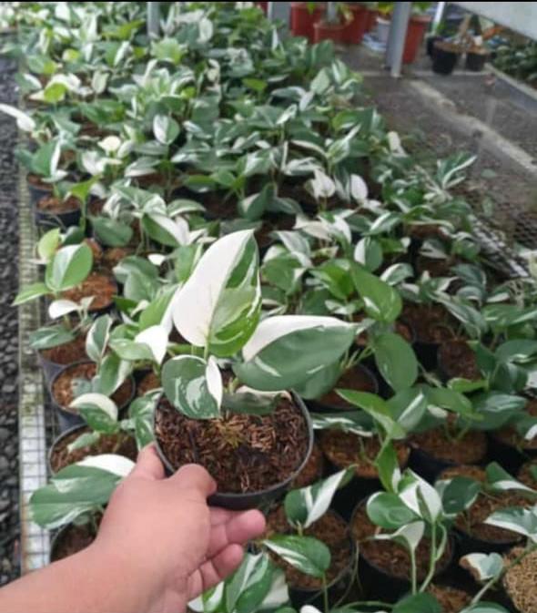 moonlight pothos for sale Scindapsus treubii "Moonlight" "Albo" variegated *On Hand* – OrchidBox Wholesale