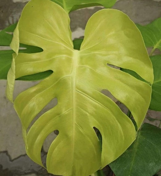 Monstera deliciosa 