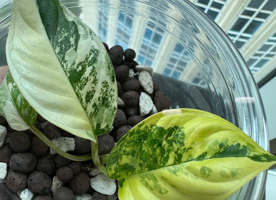 Xanthosoma lindenii variegated TC Plantlet – OrchidBox Wholesale