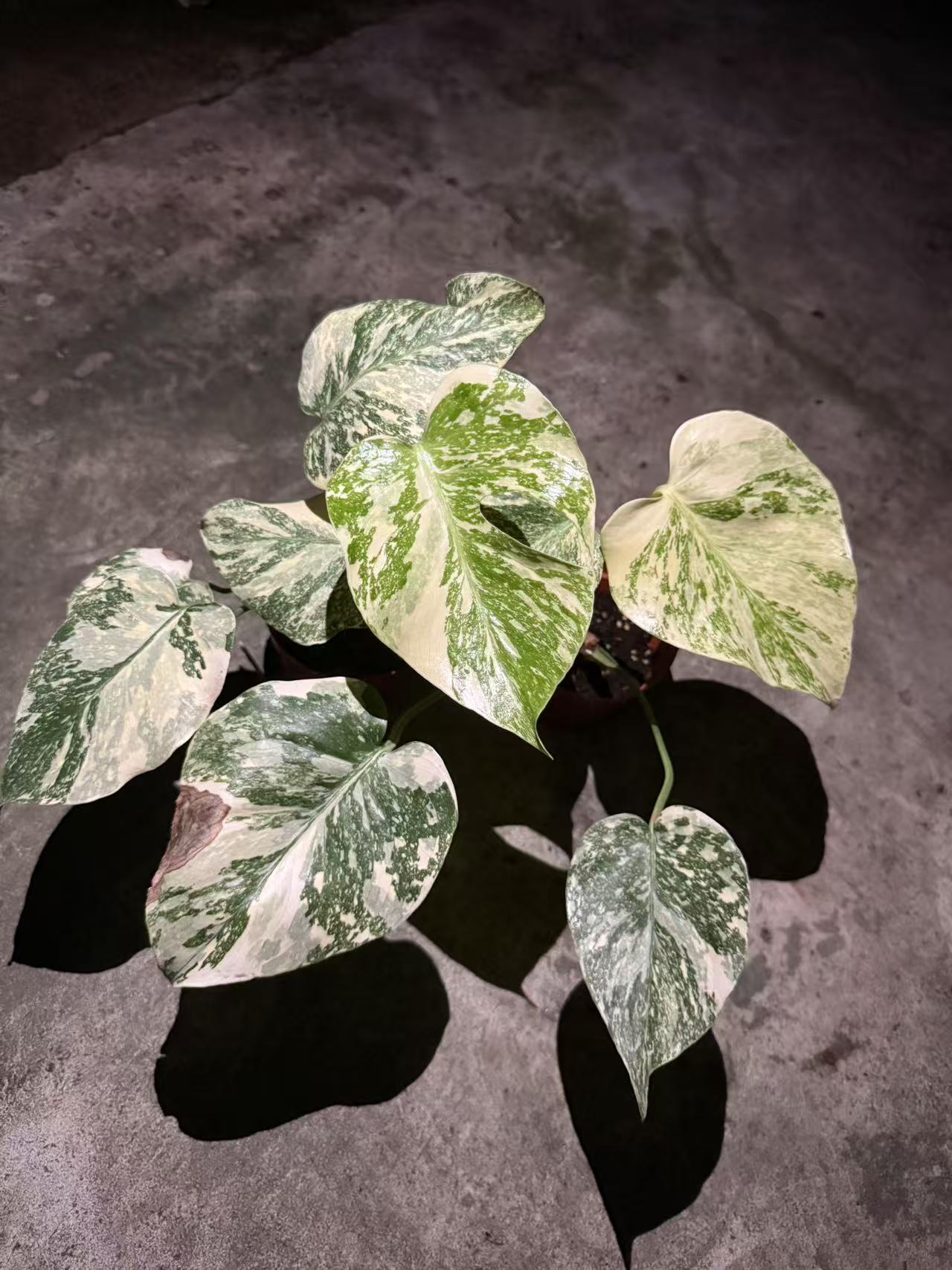 よ*よ様 YM250 Creamy Monster モンステラ クリーミーモンス Monstera 