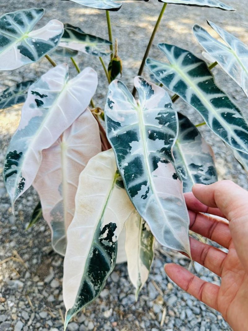 pink variegated monstera for sale Alocasia "Bambino" "Pink Albo" variegated *On Hand* – OrchidBox Wholesale