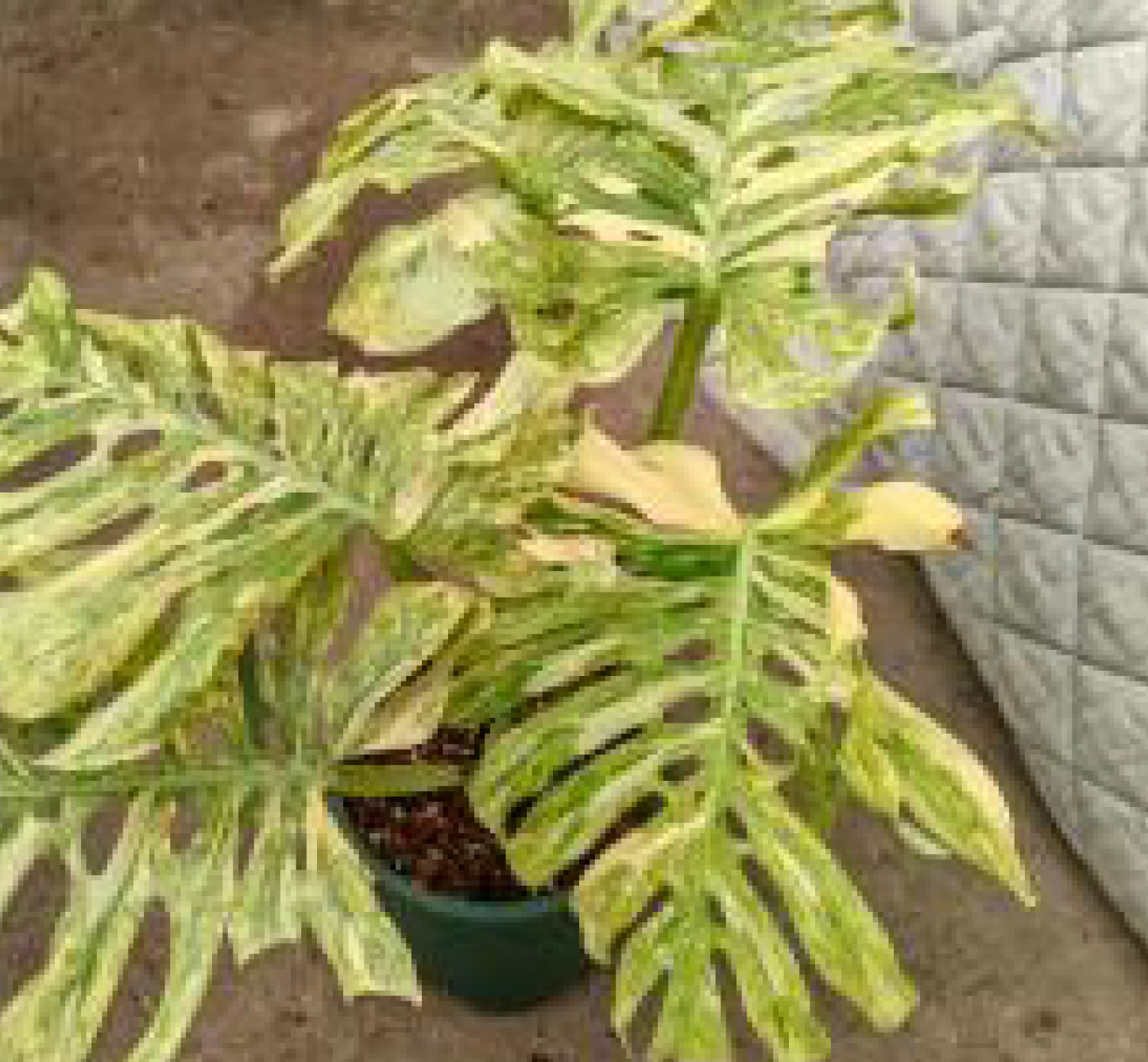 monstera deliciosa wholesale Monstera deliciosa "Legacy" variegated TC Plantlet – OrchidBox Wholesale