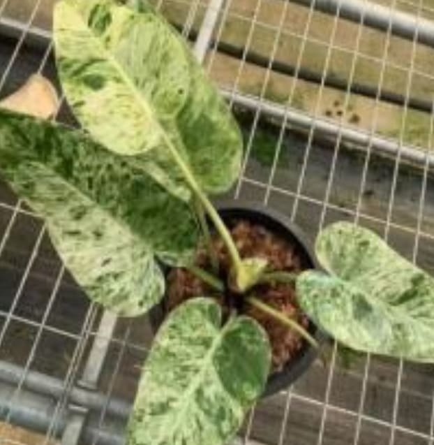 giant variegated philodendron Philodendron giganteum "Blizzard" variegated TC Plantlet *On Hand* – OrchidBox Wholesale
