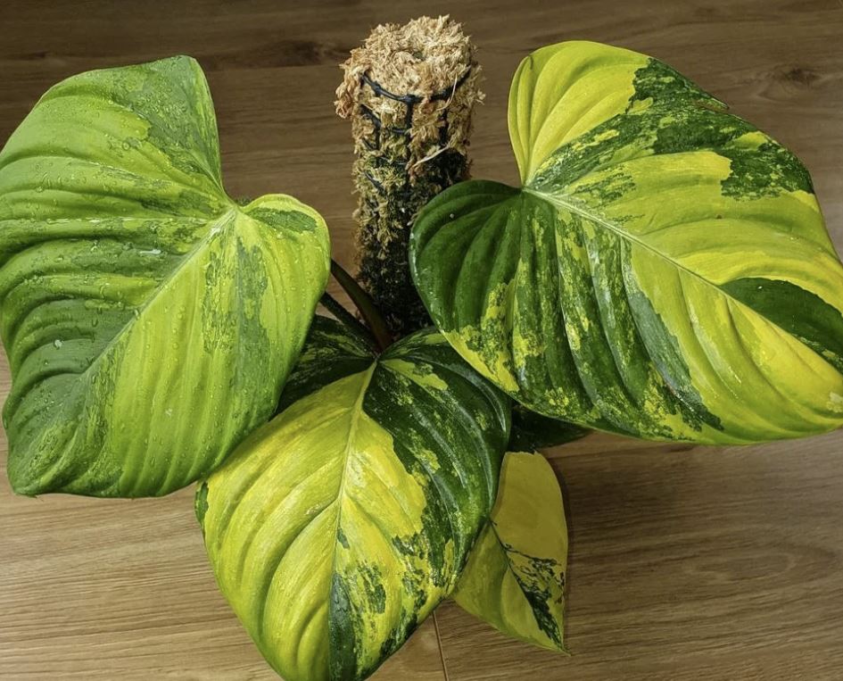 tc philodendron Philodendron nangaritense variegated TC Plantlet – OrchidBox Wholesale