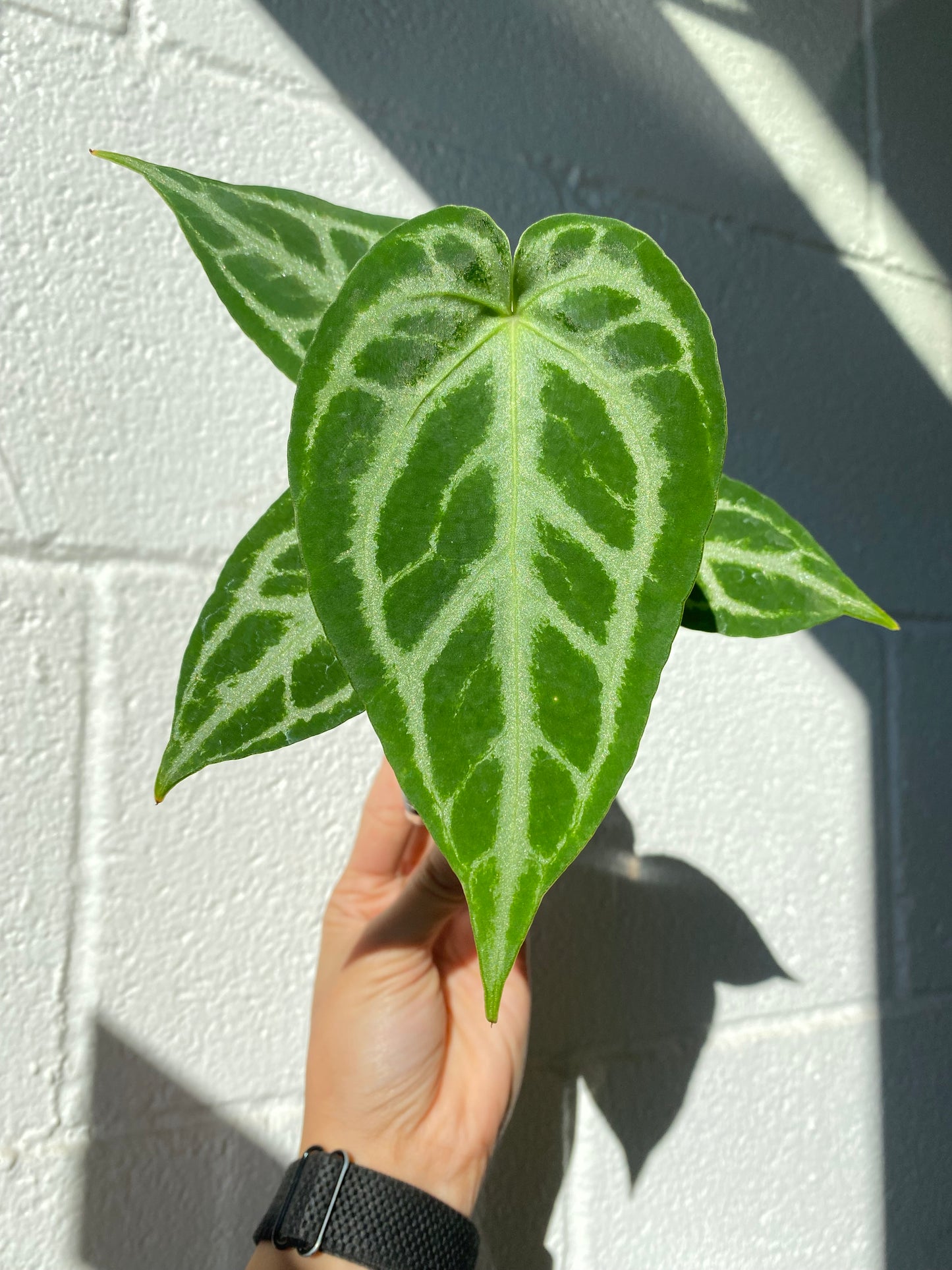 Anthurium "Silver chrome" × warocqueanum *On Hand*