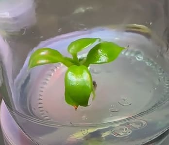 philodendron spiritus sancti tissue culture Philodendron spiritus-sancti – OrchidBox Wholesale
