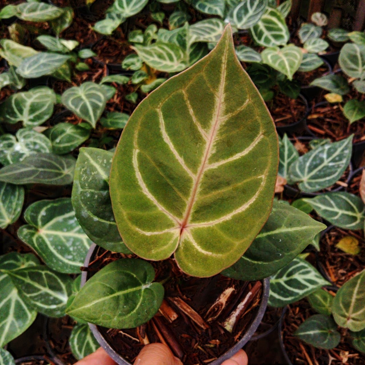Anthurium "Dorayaki MBR" × "Red Crystallinum" MD *On Hand*
