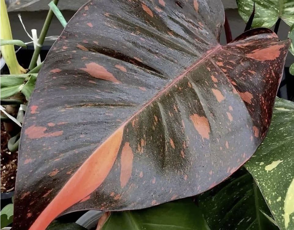 philodendron orange princess variegated Philodendron "Orange Princess" variegated TC plantlet – OrchidBox Wholesale
