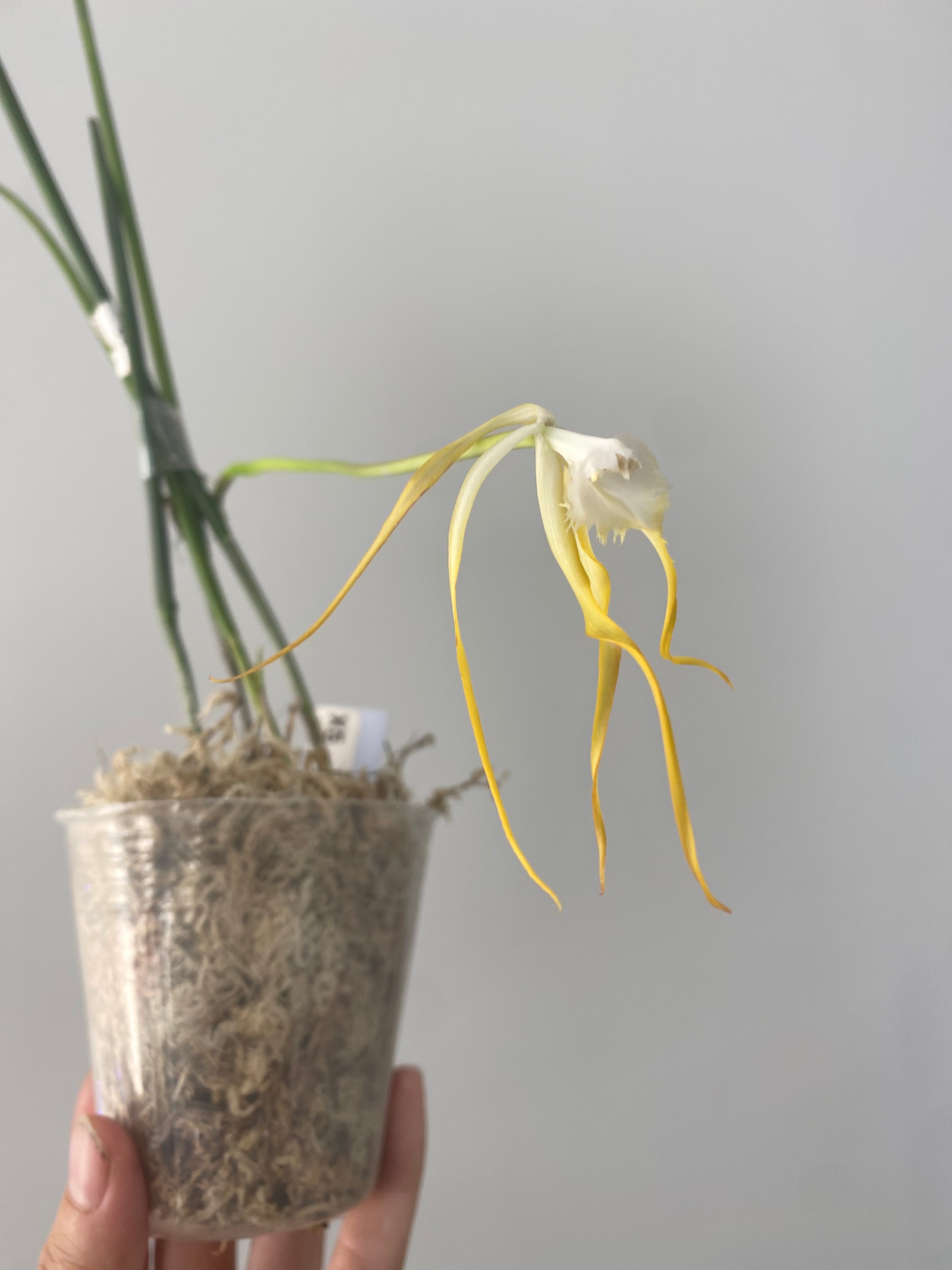 Brassavola cucullata × sib 2.5