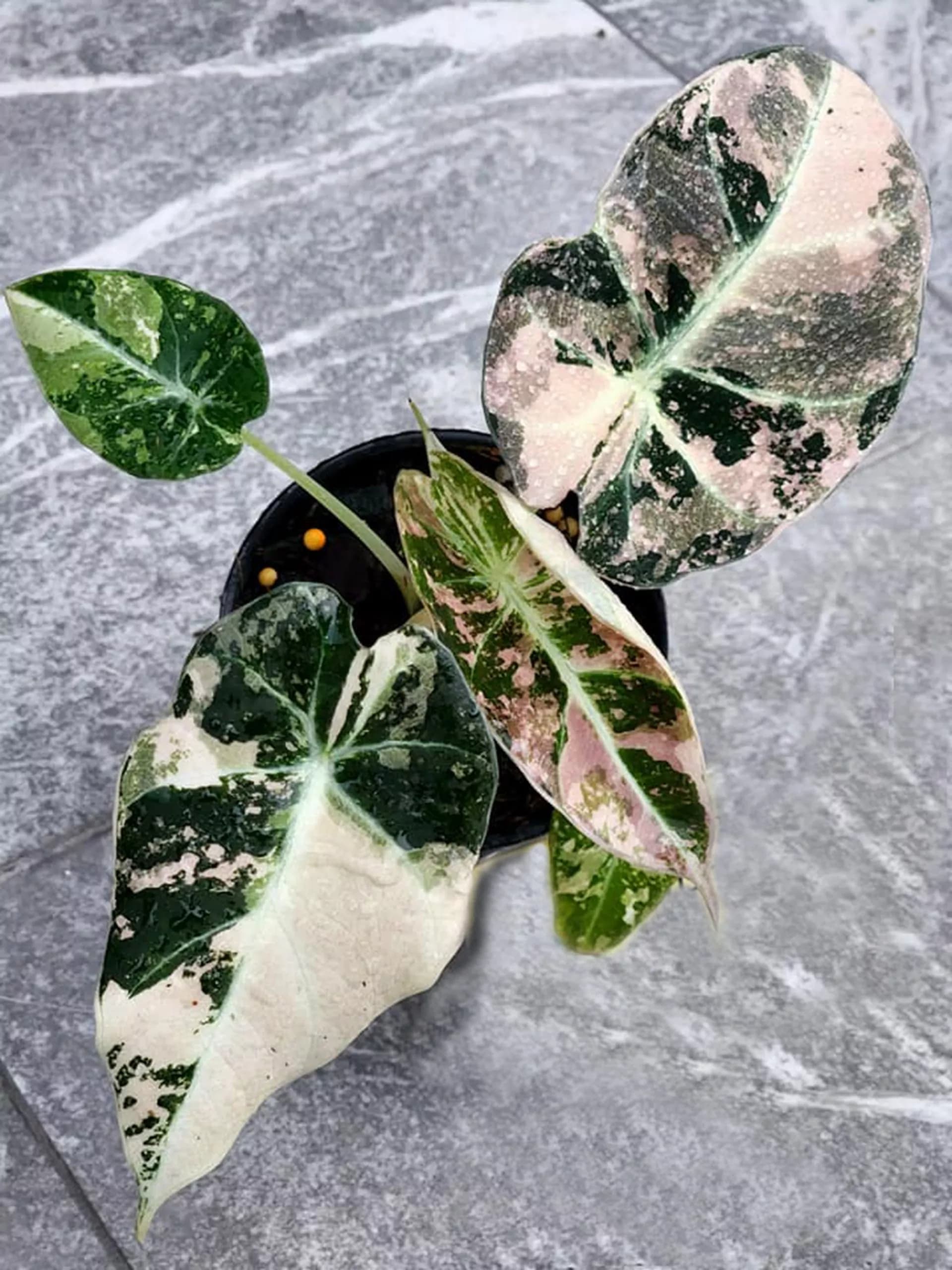 anthurium black dragon pink variegated Alocasia reginula "Black Velvet Pink" variegated TC Plantlet *On Hand* – OrchidBox Wholesale
