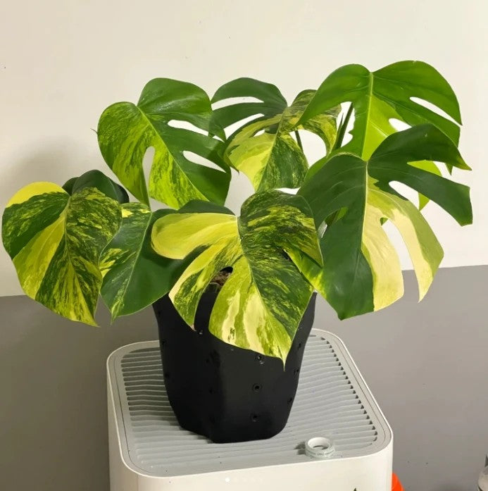 Monstera deliciosa 