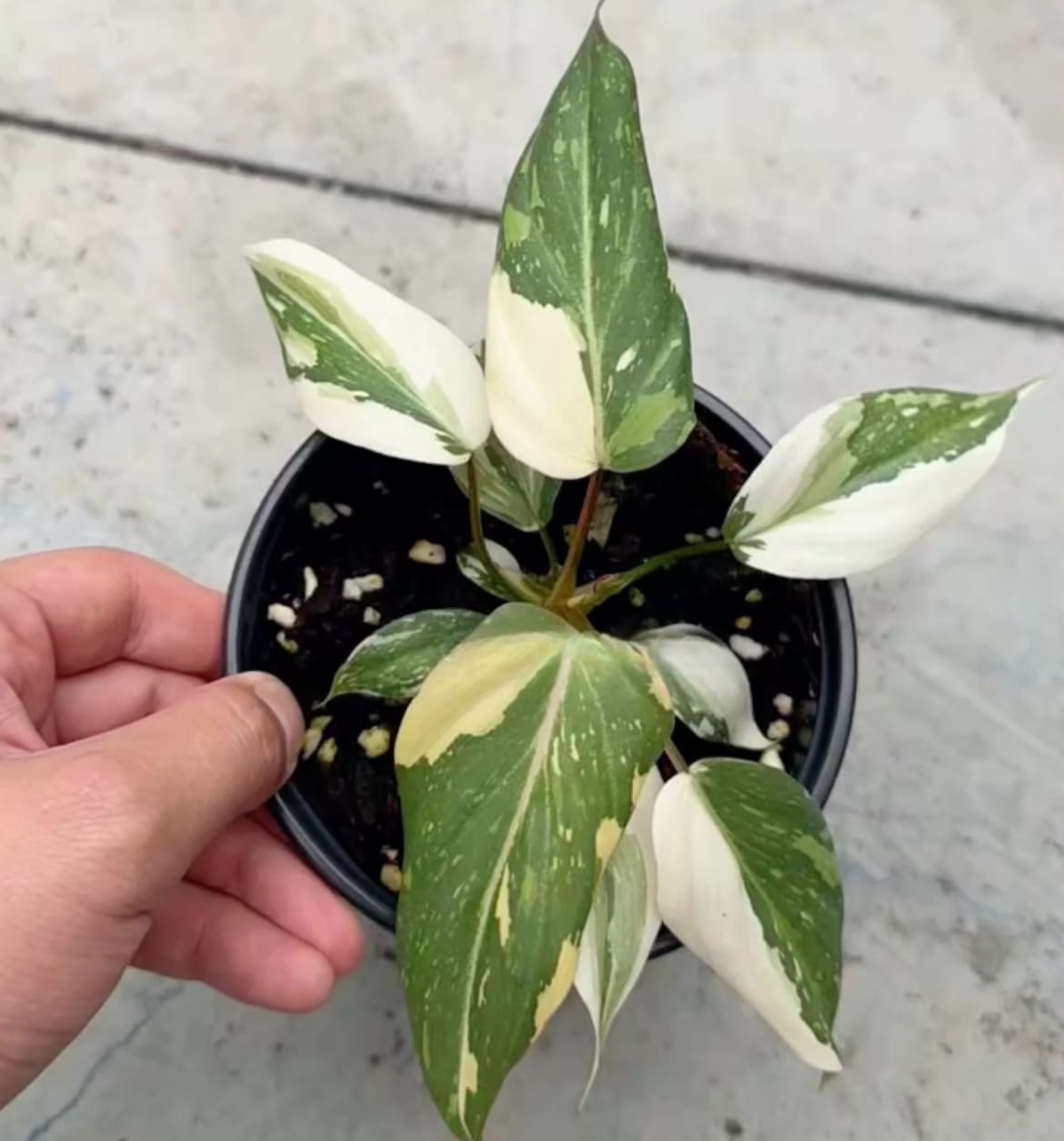 philodendron wholesale Philodendron gloriosum variegated TC Plantlet *On Hand* – OrchidBox Wholesale
