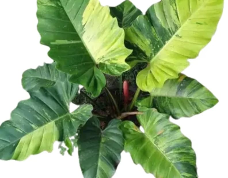 Philodendron "Jungle Fever" variegated TC plantlet  OrchidBox Wholesale
