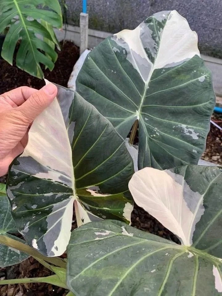 Alocasia 